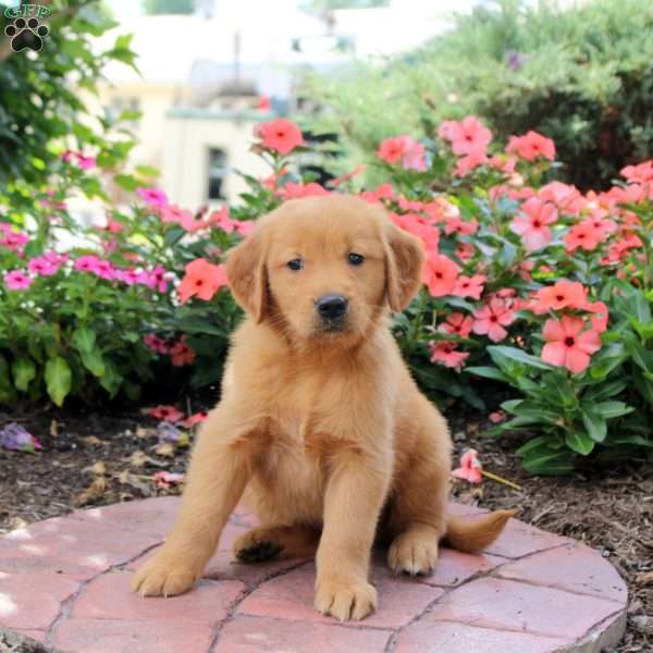Hudson, Golden Retriever Puppy