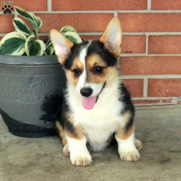 Hudson, Pembroke Welsh Corgi Puppy