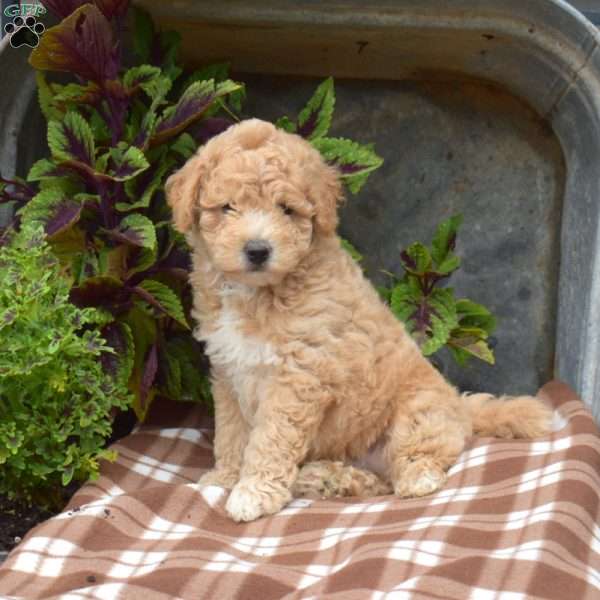 Hudson, Bich-Poo Puppy