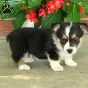 Hudson, Pembroke Welsh Corgi Puppy