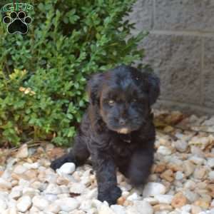 Hudson, Yorkie Mix Puppy