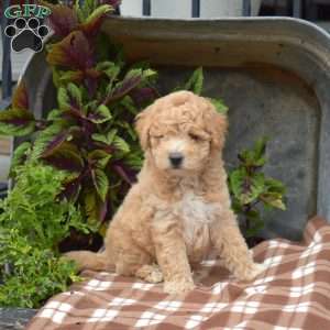 Hudson, Bich-Poo Puppy