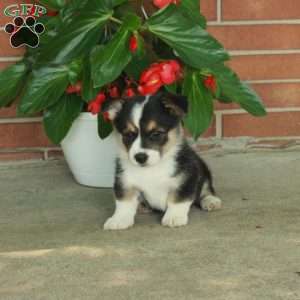 Hudson, Pembroke Welsh Corgi Puppy
