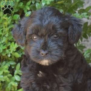 Hudson, Yorkie Mix Puppy