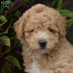 Hudson, Bich-Poo Puppy