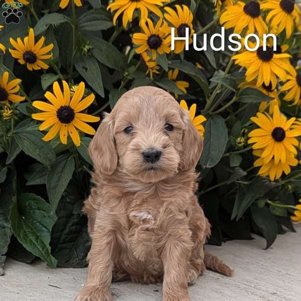 Hudson, Mini Goldendoodle Puppy