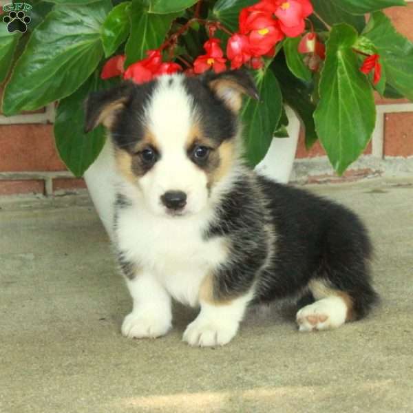 Hugo, Pembroke Welsh Corgi Puppy