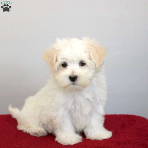 Hugo, Maltese Puppy