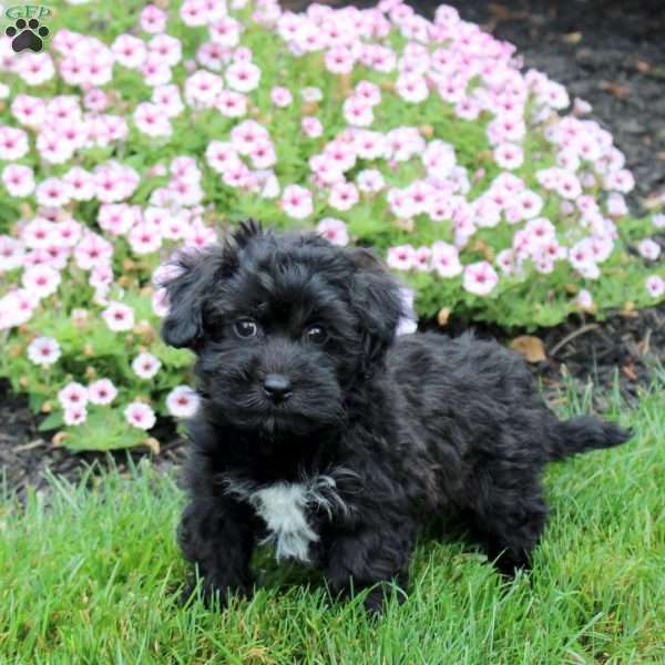 Hugo, Havapoo Puppy