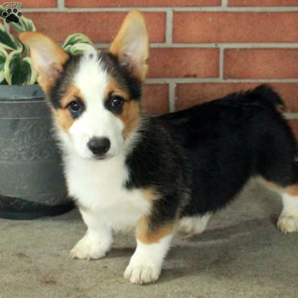 Hugo, Pembroke Welsh Corgi Puppy
