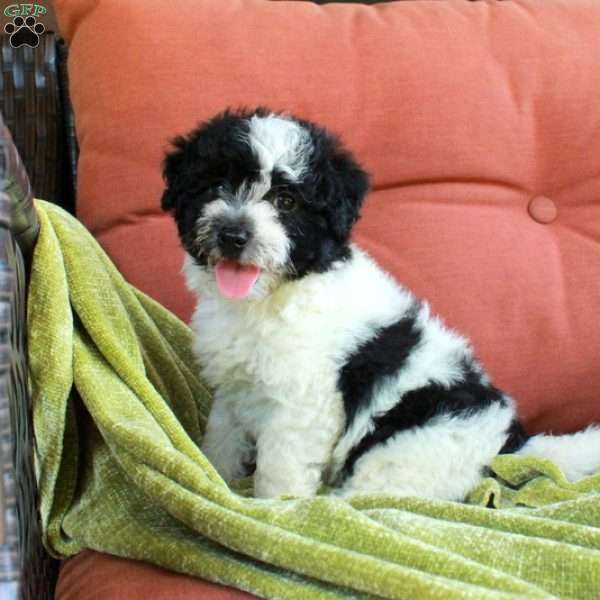 Hugo, Havapoo Puppy