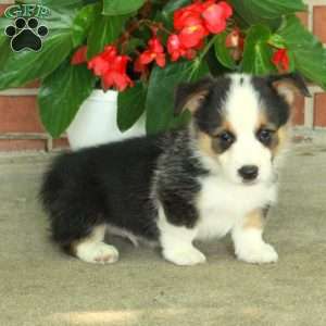 Hugo, Pembroke Welsh Corgi Puppy