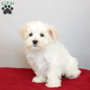 Hugo, Maltese Puppy