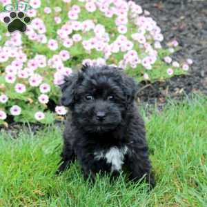 Hugo, Havapoo Puppy