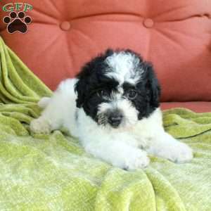 Hugo, Havapoo Puppy