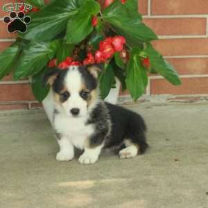 Hugo, Pembroke Welsh Corgi Puppy