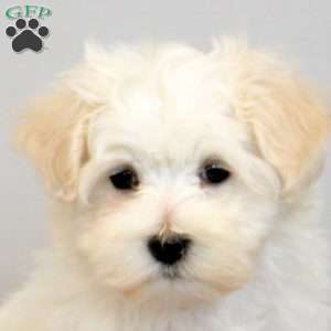 Hugo, Maltese Puppy