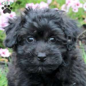 Hugo, Havapoo Puppy