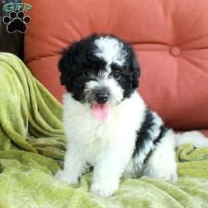 Hugo, Havapoo Puppy