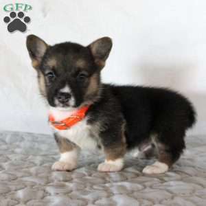 Hugo, Pembroke Welsh Corgi Puppy