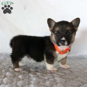 Hugo, Pembroke Welsh Corgi Puppy