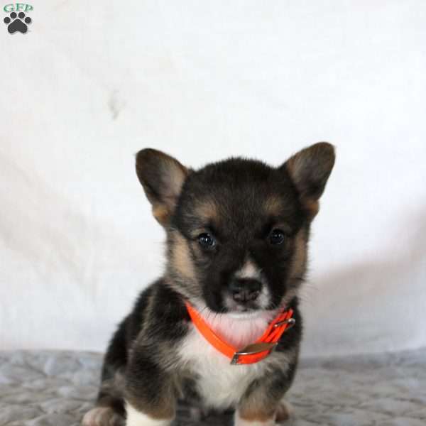 Hugo, Pembroke Welsh Corgi Puppy