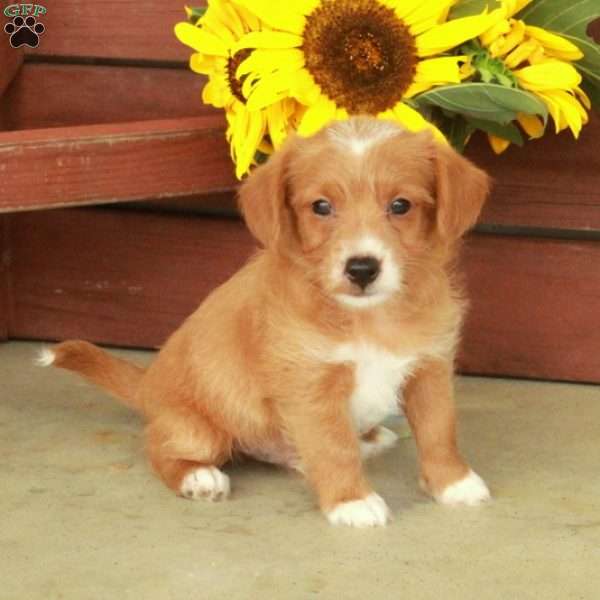 Hunter, Jack-a-poo Puppy