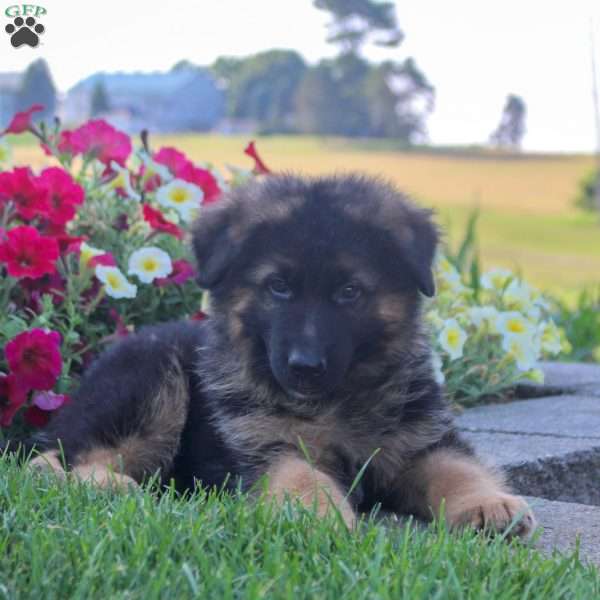 Hunter, German Shepherd Puppy