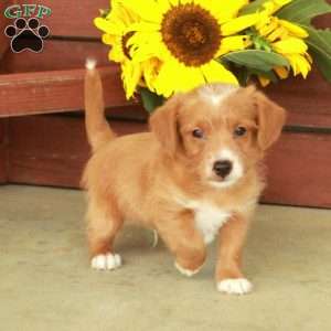 Hunter, Jack-a-poo Puppy