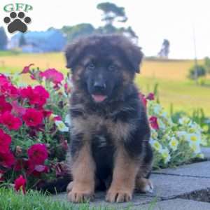 Hunter, German Shepherd Puppy