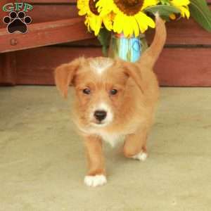 Hunter, Jack-a-poo Puppy