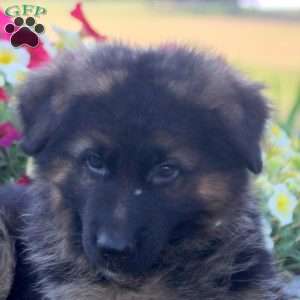 Hunter, German Shepherd Puppy