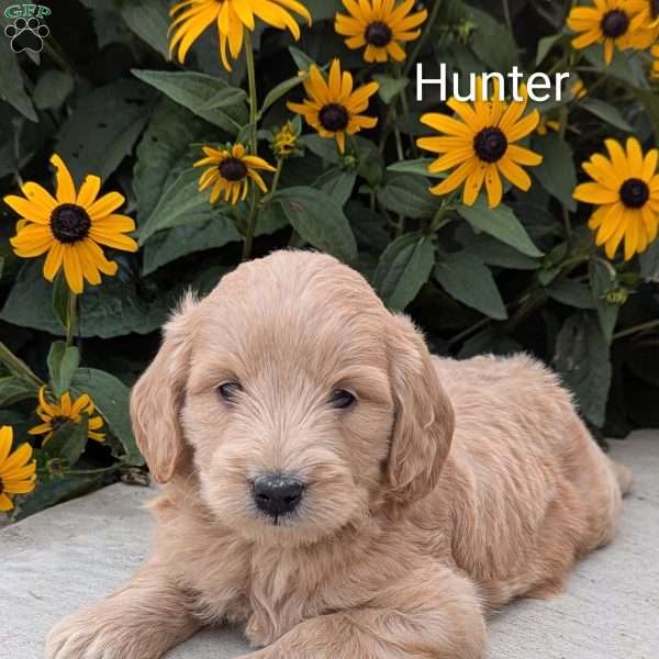 Hunter, Mini Goldendoodle Puppy