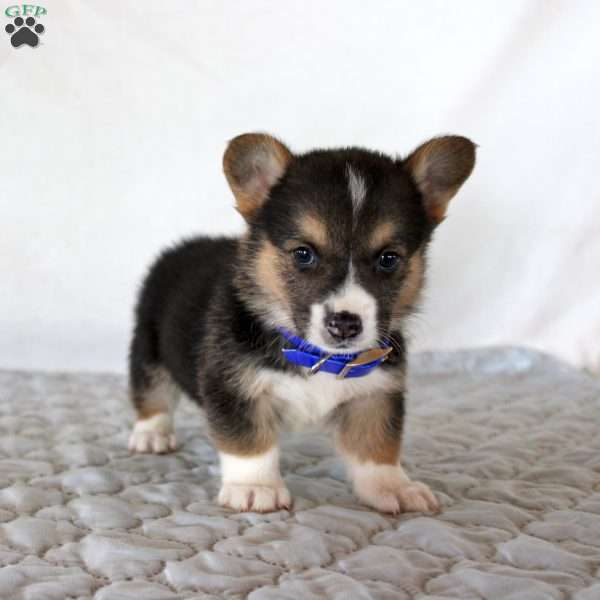 Hunter, Pembroke Welsh Corgi Puppy