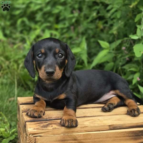 Mia- Mini, Dachshund Puppy