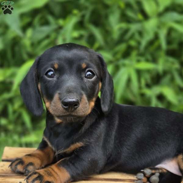 Maddie- Mini, Dachshund Puppy