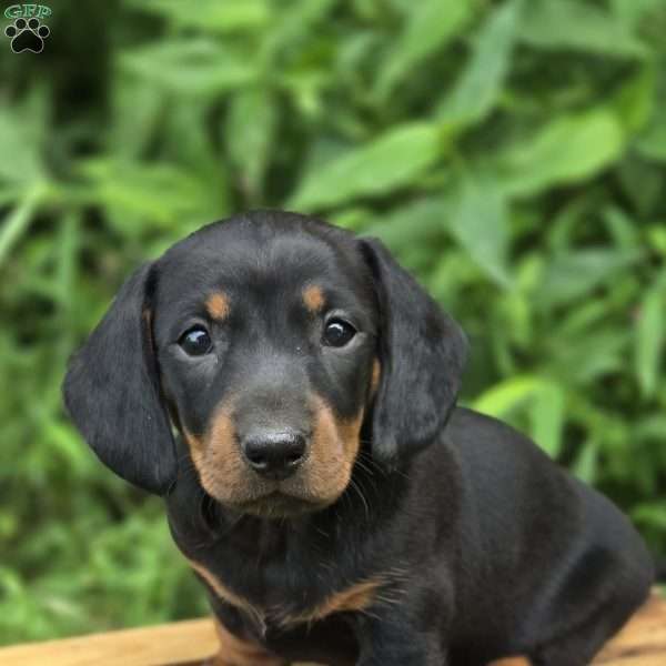 Macey- Mini, Dachshund Puppy