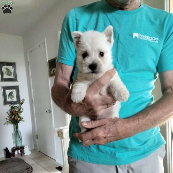 Elliot, West Highland Terrier Puppy