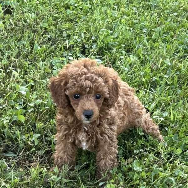 Pete, Toy Poodle Puppy