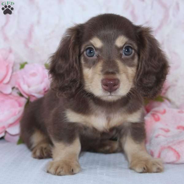 Nora, Dachshund Puppy