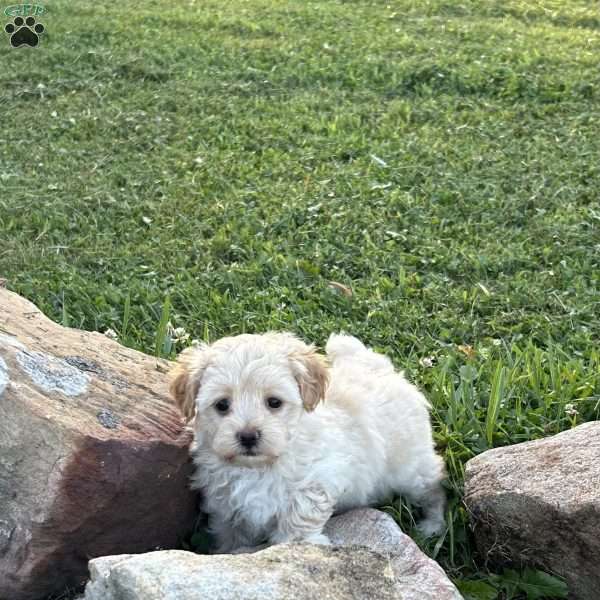 Bell, Maltipoo Puppy