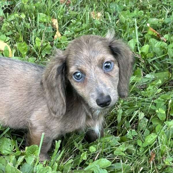 Vincent, Dachshund Puppy