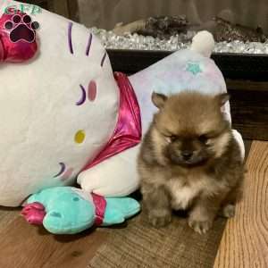 Oakley, Pomeranian Puppy