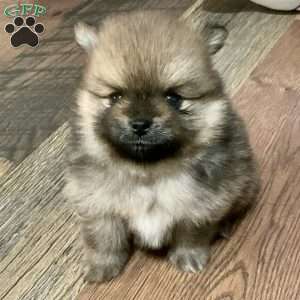 Oakley, Pomeranian Puppy