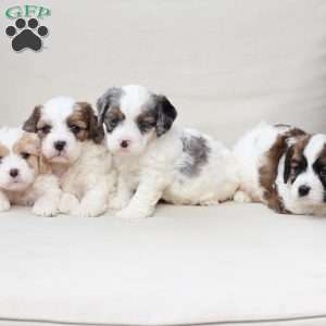 Kingston, Cavachon Puppy