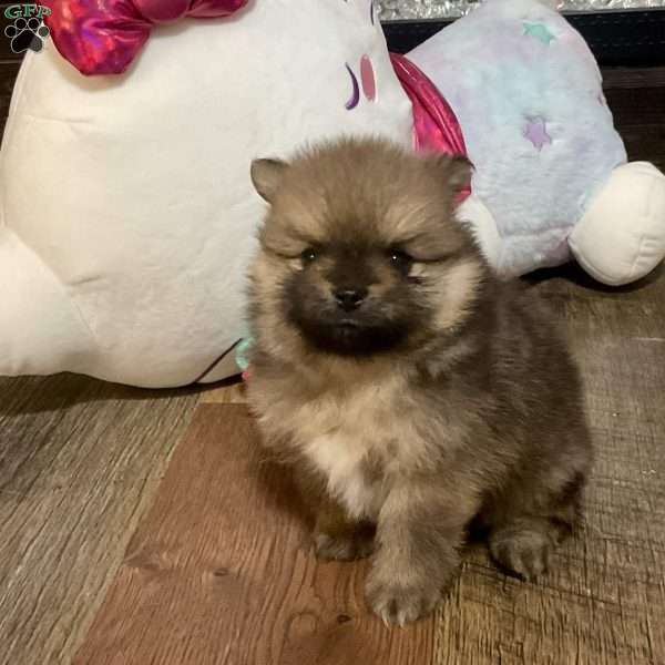 Oakley, Pomeranian Puppy