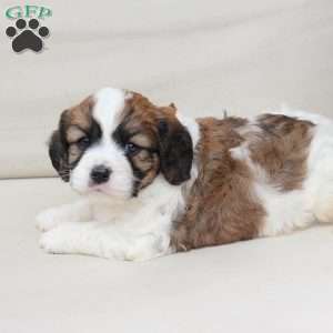 Kingston, Cavachon Puppy