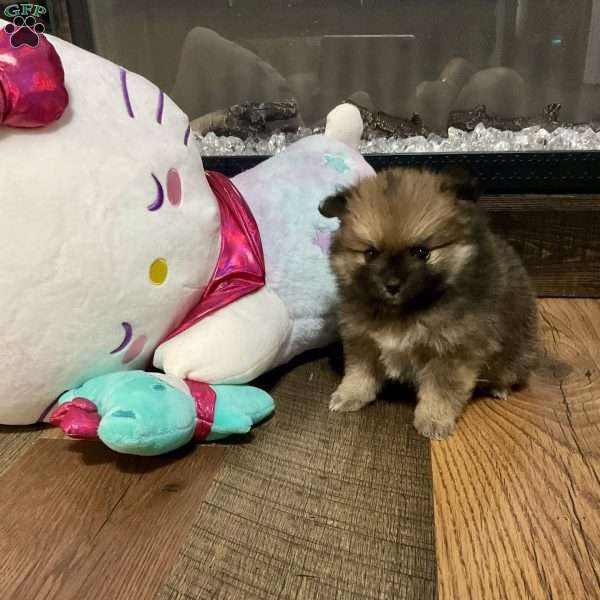 Penelope, Pomeranian Puppy
