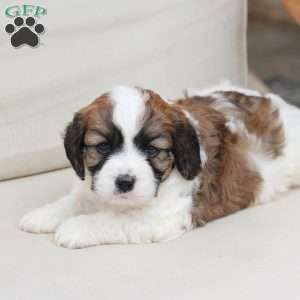 Kingston, Cavachon Puppy
