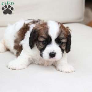 Kingston, Cavachon Puppy